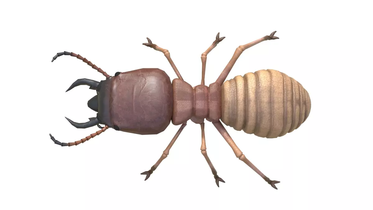 Termite Insect Rigged 3d model Free 3D model_3