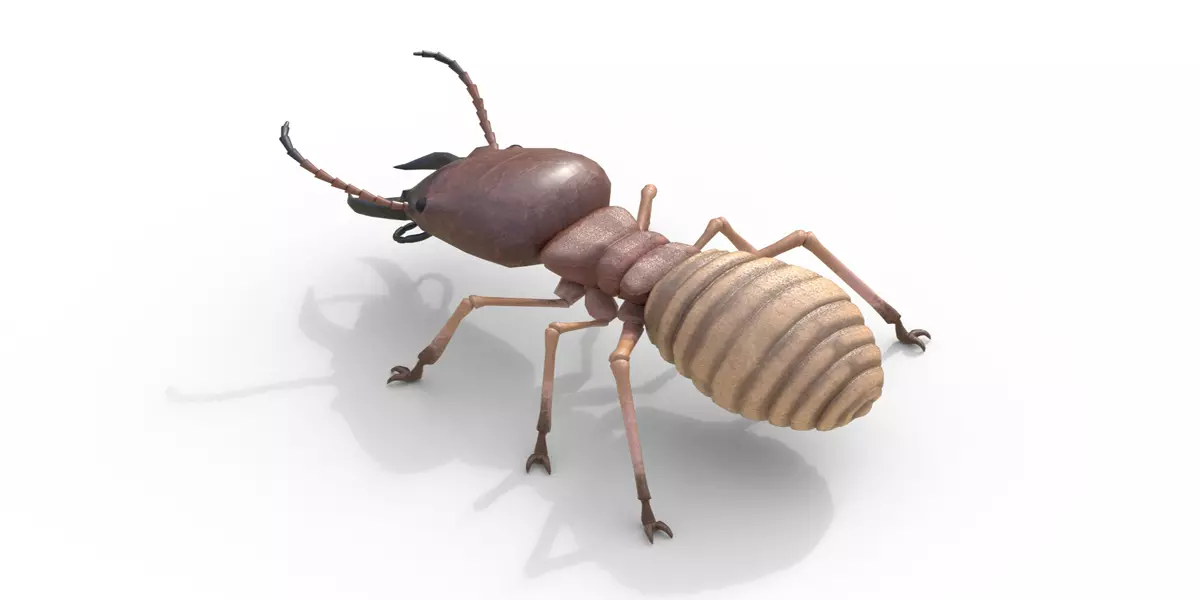 Termite Insect Rigged 3d model Free 3D model_0
