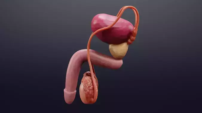Male Reproductive System - Realistic Human Anatomy