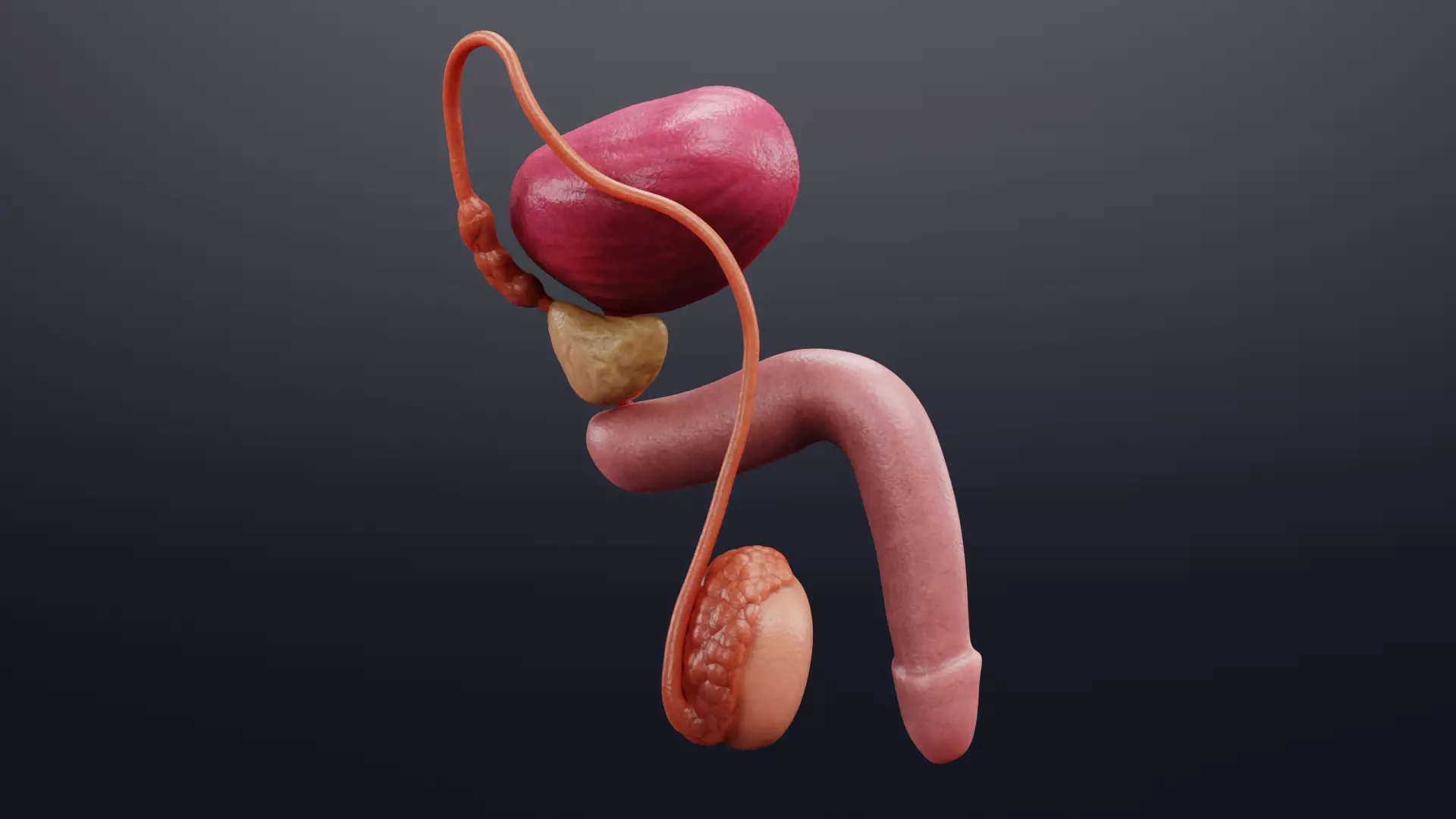 Male Reproductive System - Realistic Cross-Section Anatomy 3D model_3