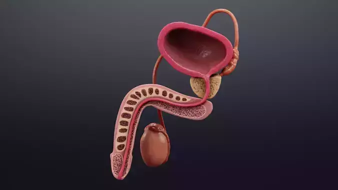 Male Reproductive System - Realistic Cross-Section Anatomy