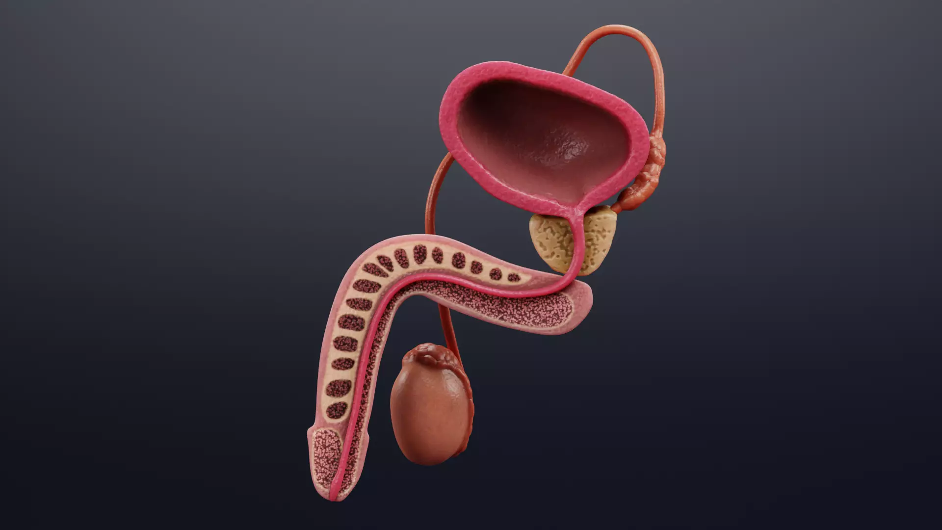 Male Reproductive System - Realistic Cross-Section Anatomy 3D model_0