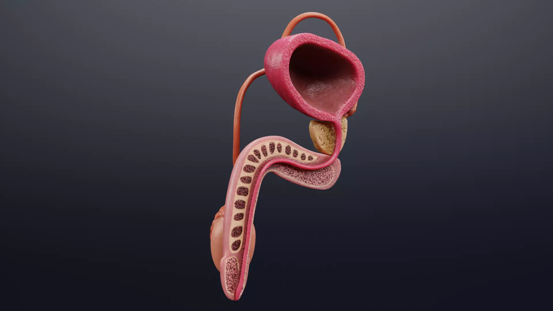 Male Reproductive System - Realistic Cross-Section Anatomy 3D model_1