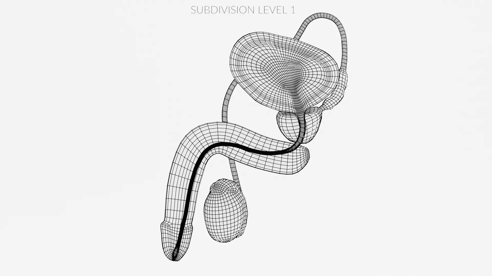 Male Reproductive System - Realistic Cross-Section Anatomy 3D model_10