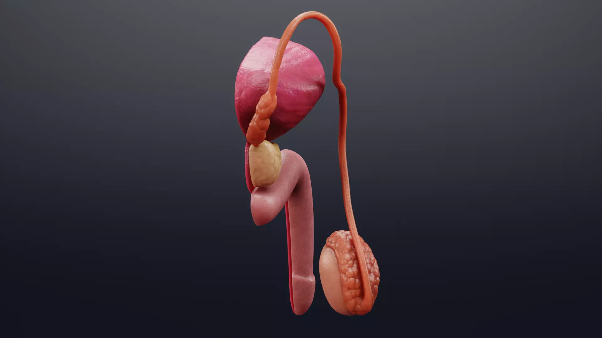 Male Reproductive System - Realistic Cross-Section Anatomy 3D model_4