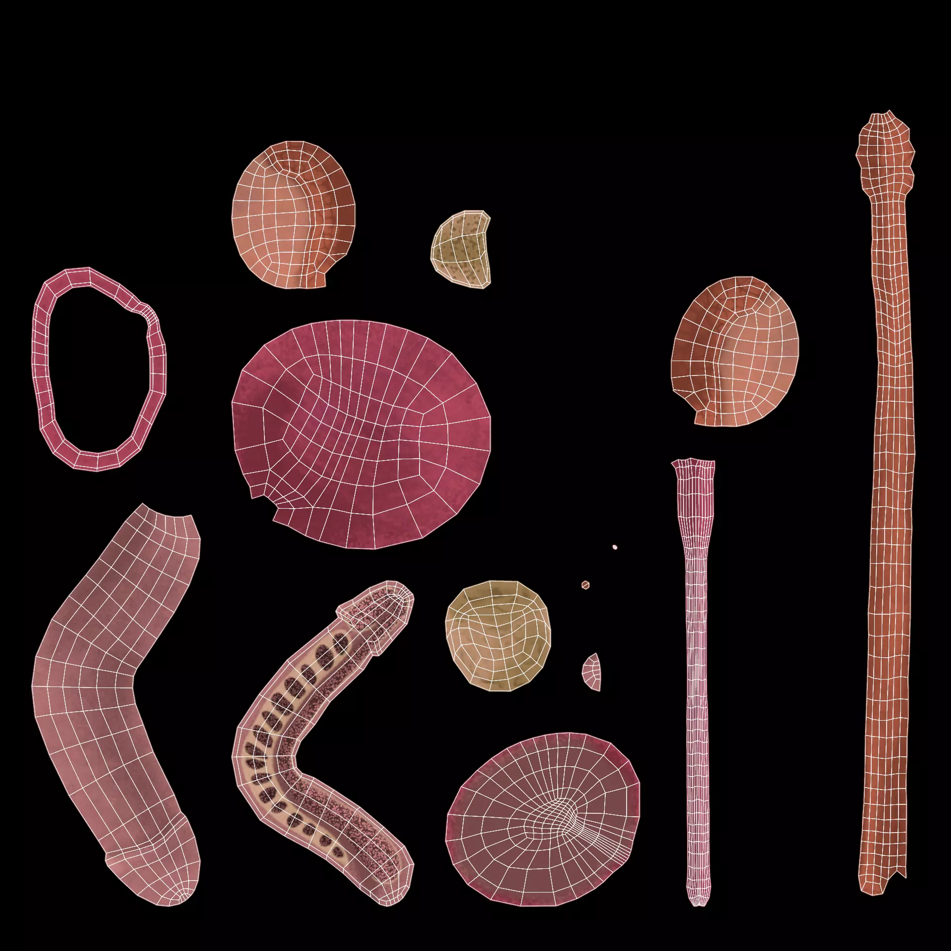 Male Reproductive System - Realistic Cross-Section Anatomy 3D model_8