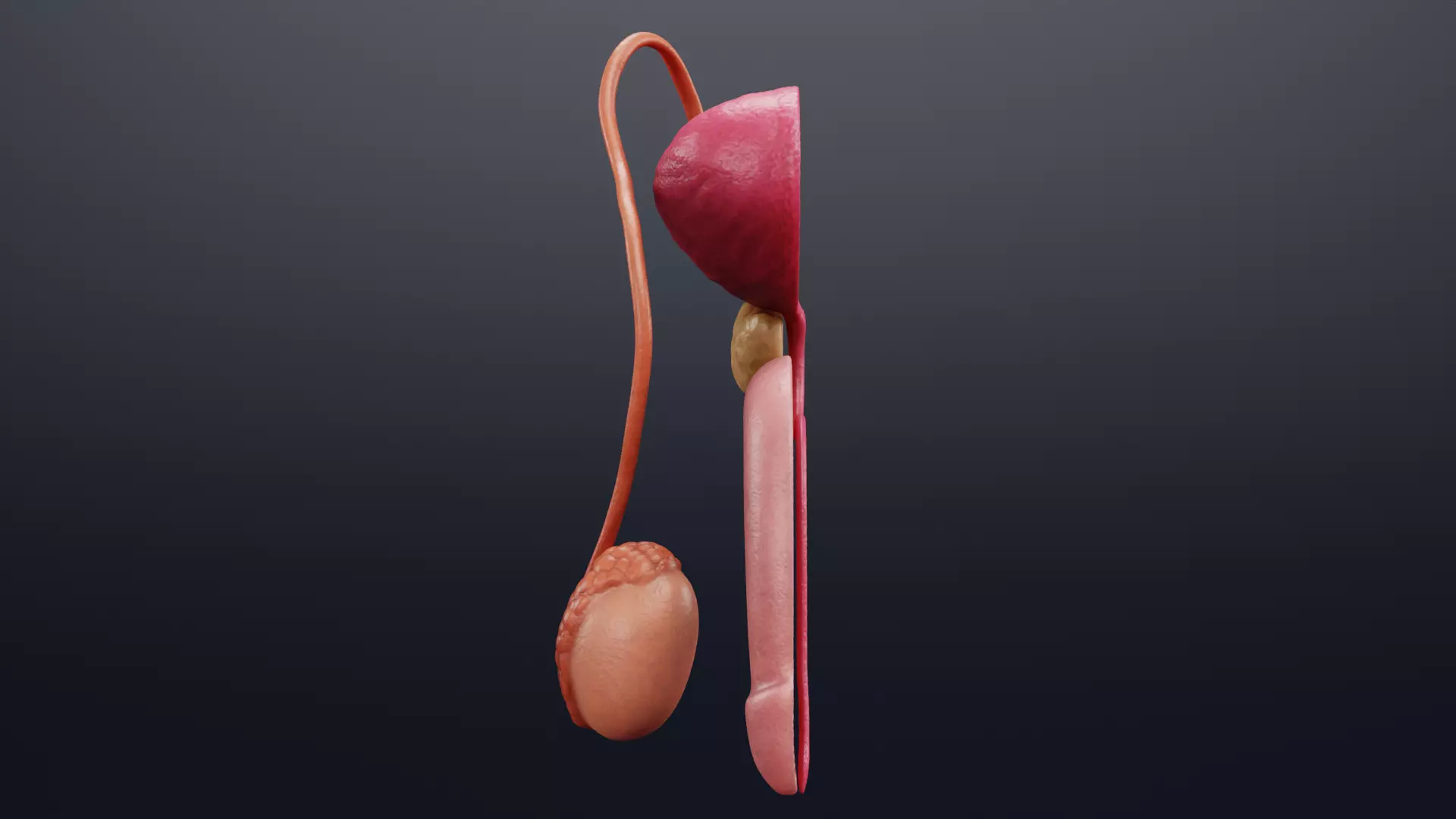 Male Reproductive System - Realistic Cross-Section Anatomy 3D model_2