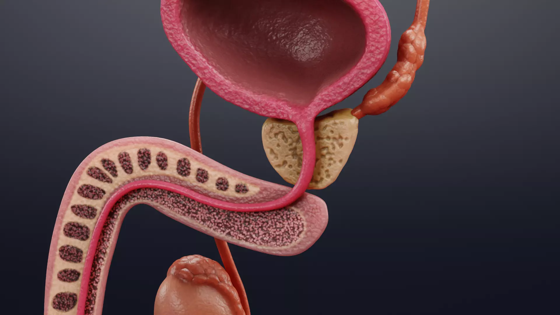 Male Reproductive System - Realistic Cross-Section Anatomy 3D model_5