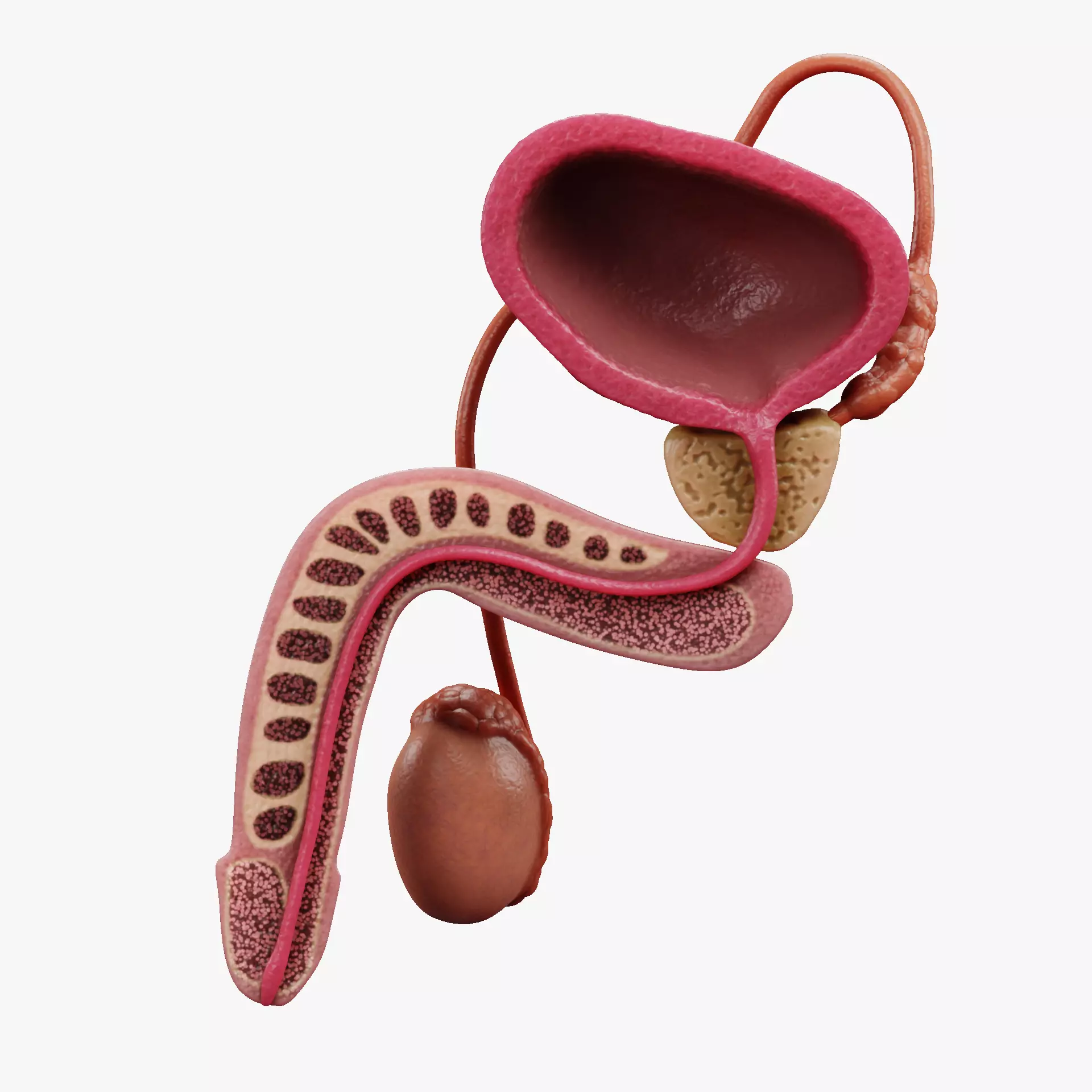 Male Reproductive System - Realistic Cross-Section Anatomy 3D model_13