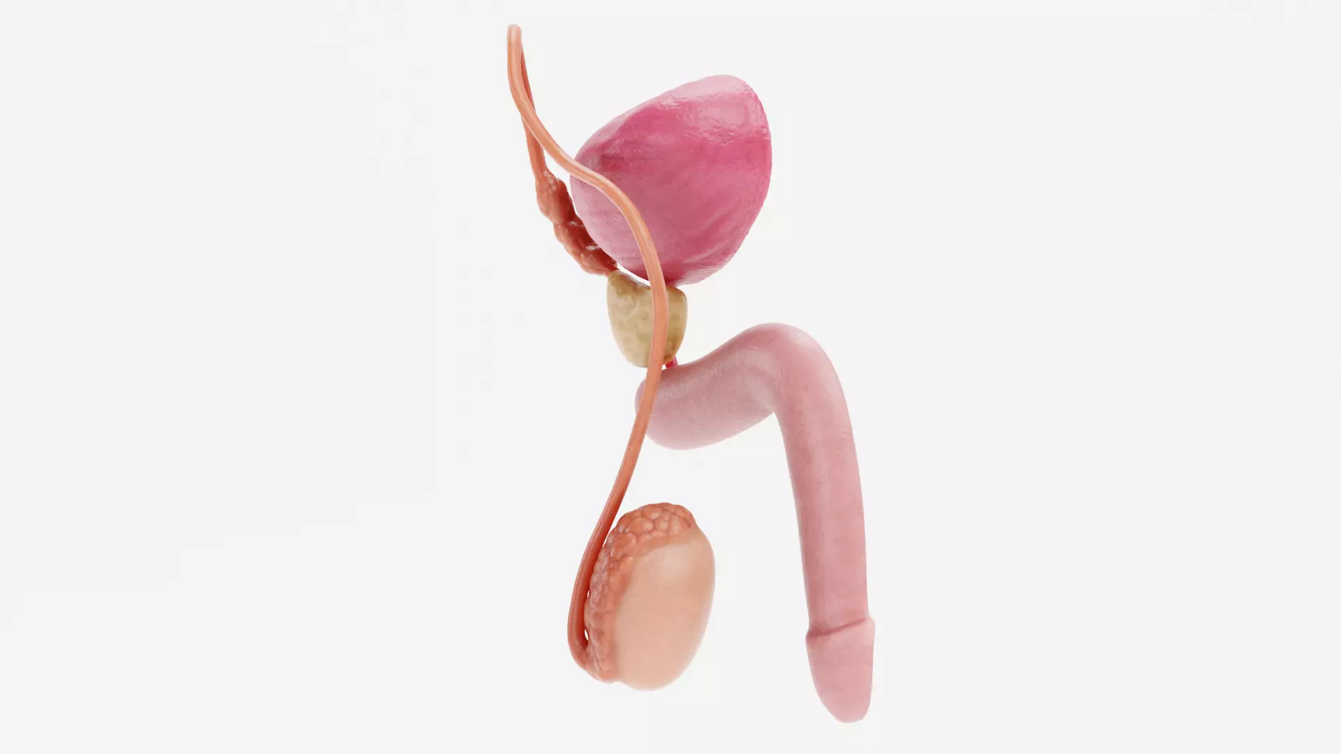 Male Reproductive System - Realistic Cross-Section Anatomy 3D model_7