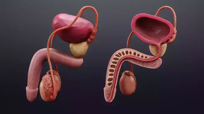 Male Reproductive System Set - Realistic Human Anatomy