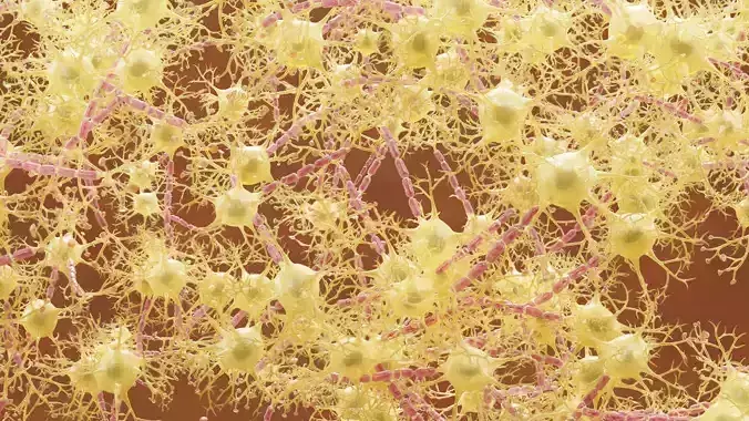 Neural Network V2 - Human Neuron Cluster