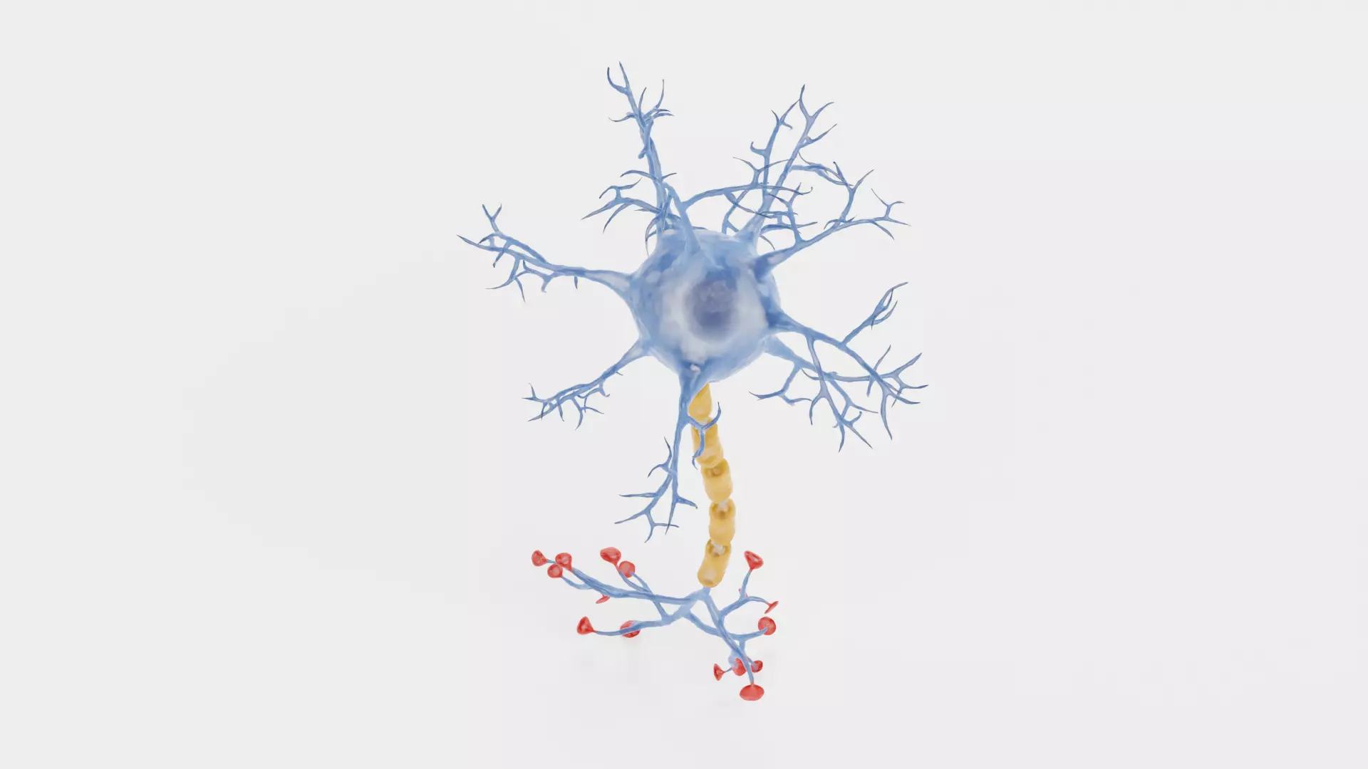 -Neuron V1- 3D model_5