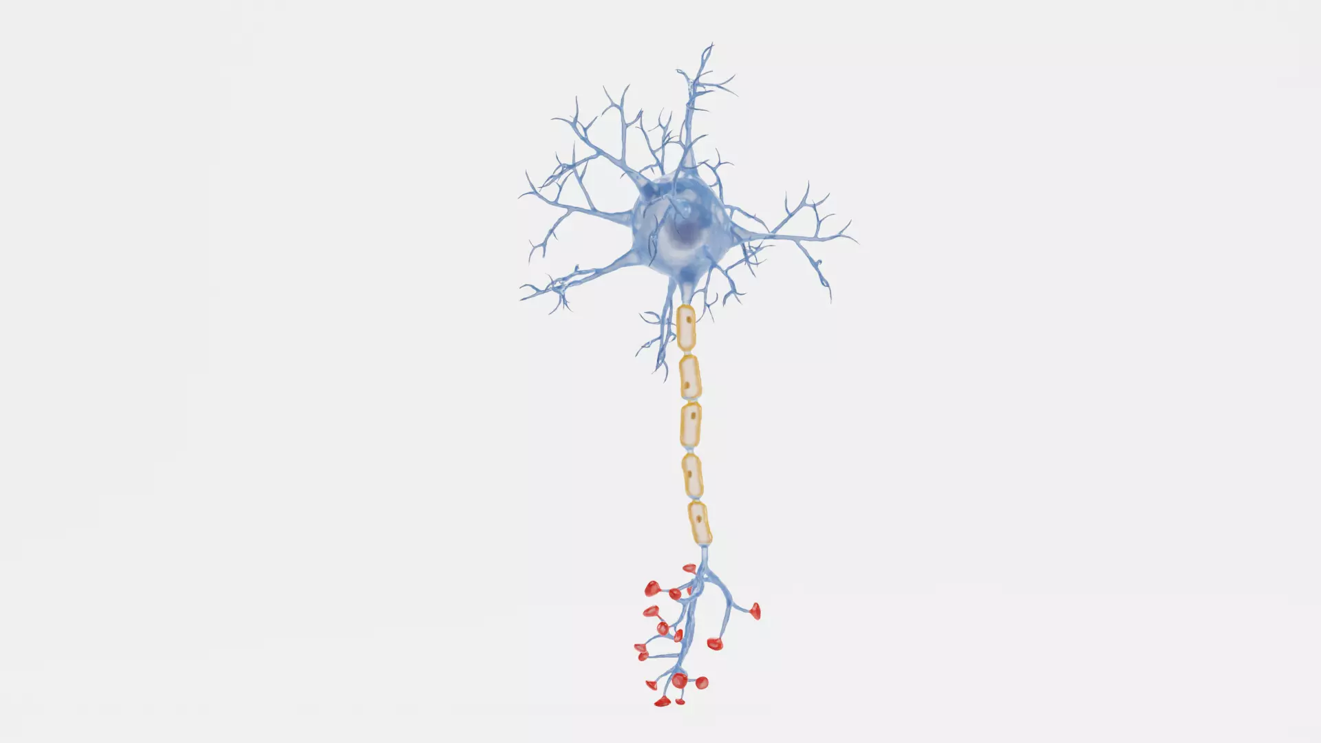 -Neuron V1- 3D model_1