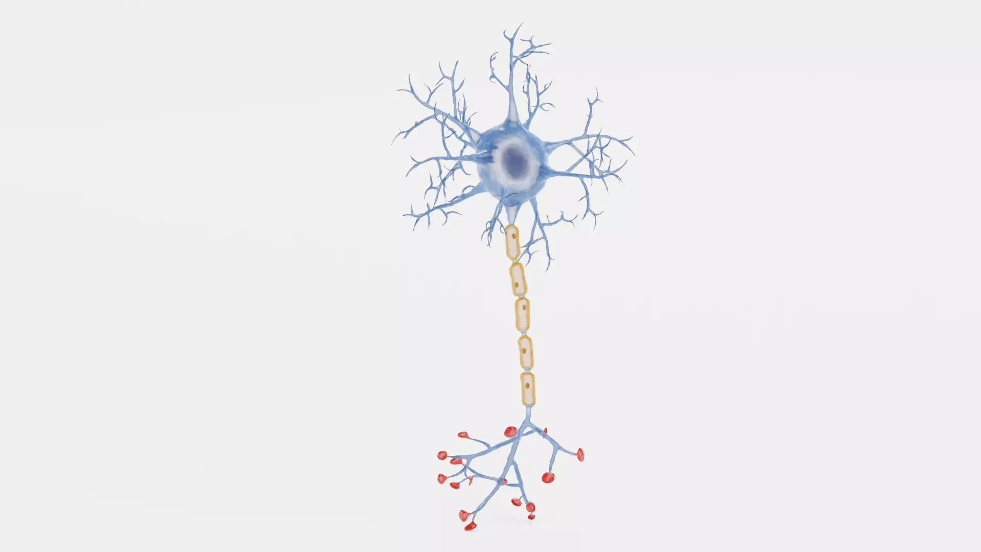 -Neuron V1- 3D model_0