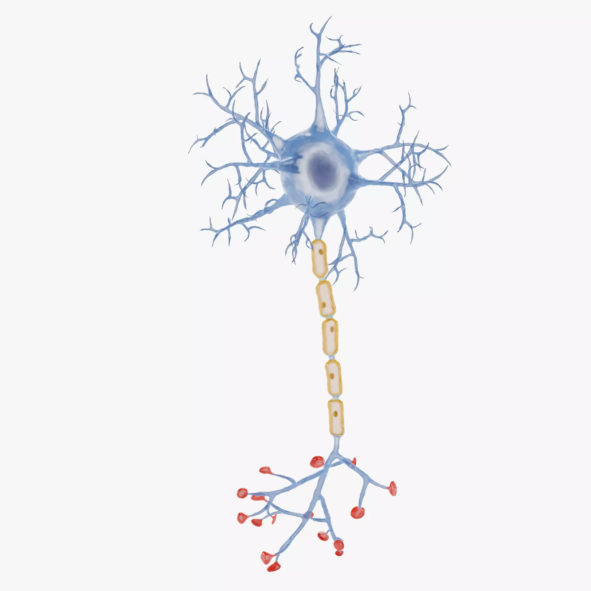 -Neuron V1- 3D model_15