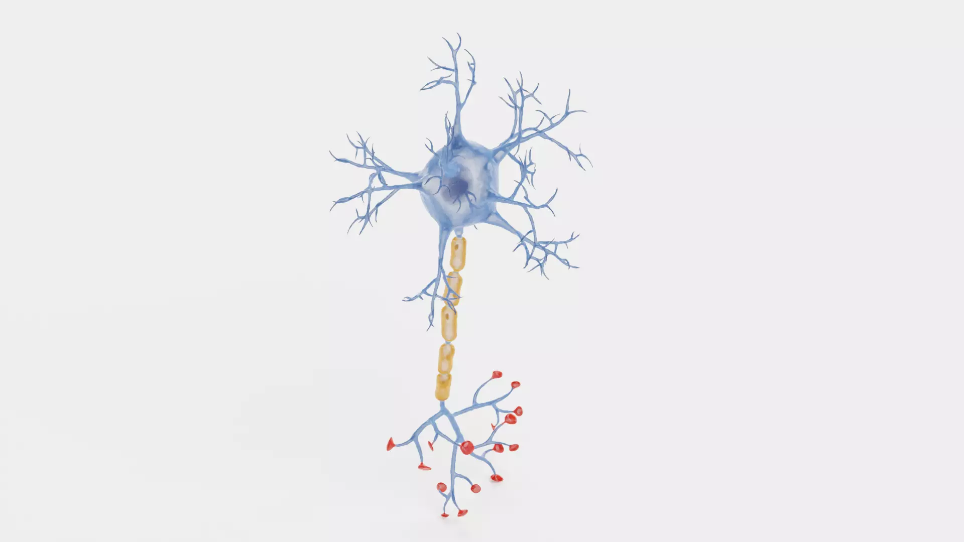 -Neuron V1- 3D model_3