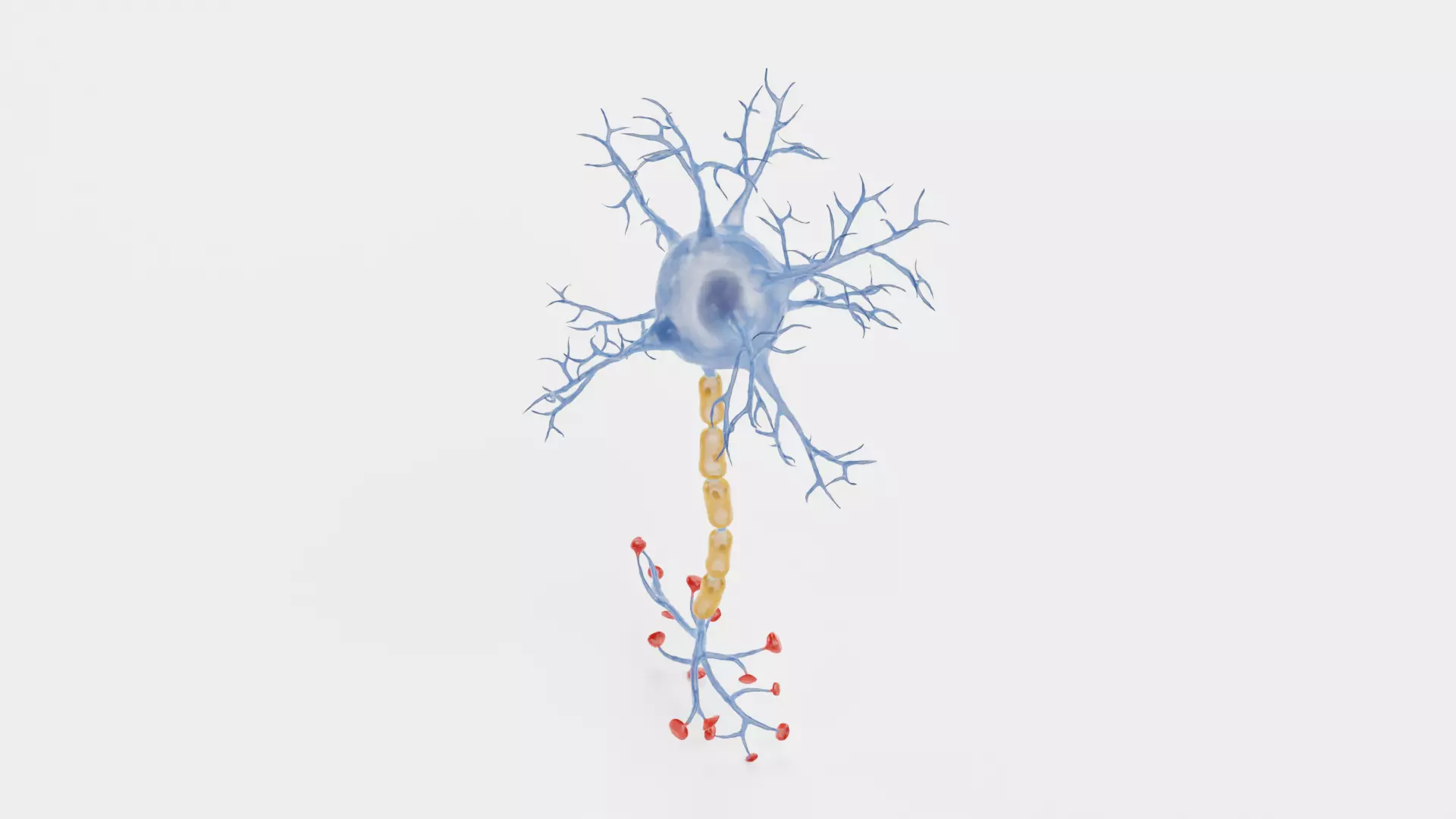 -Neuron V1- 3D model_4