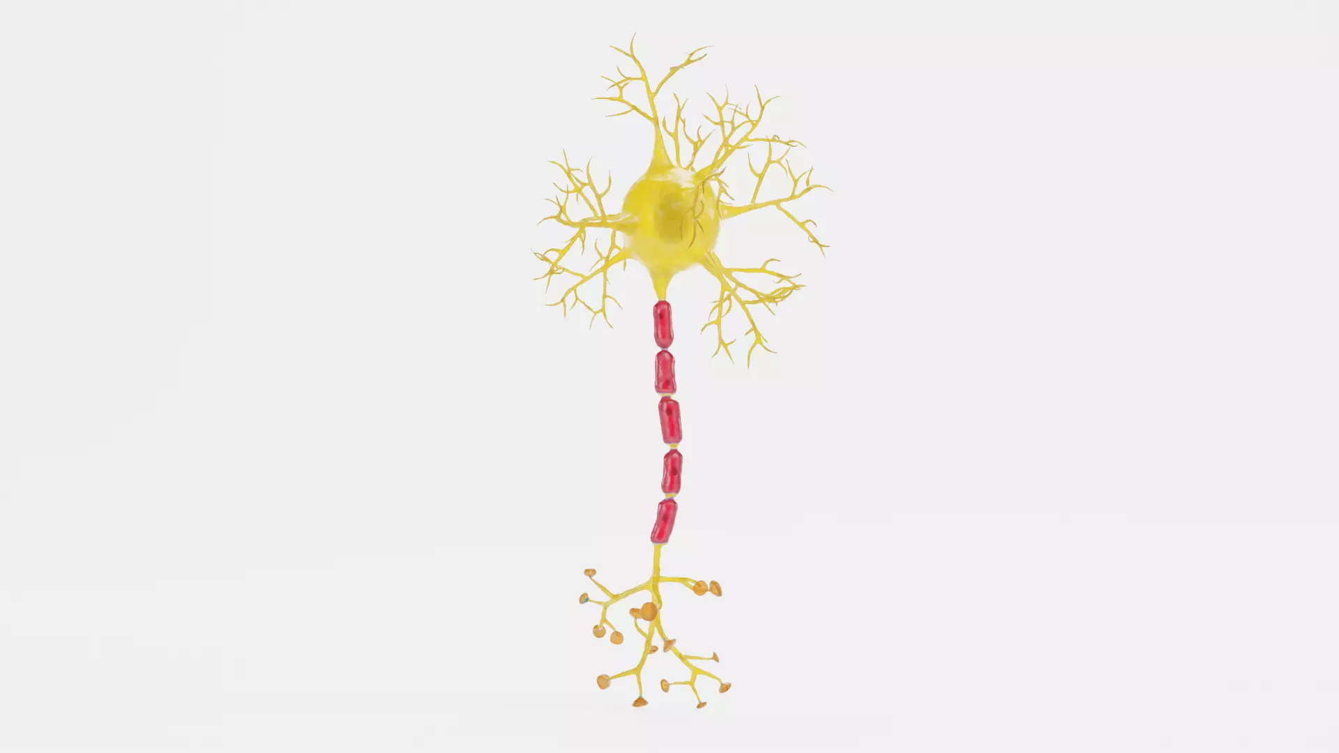 -Neuron V2- 3D model_1
