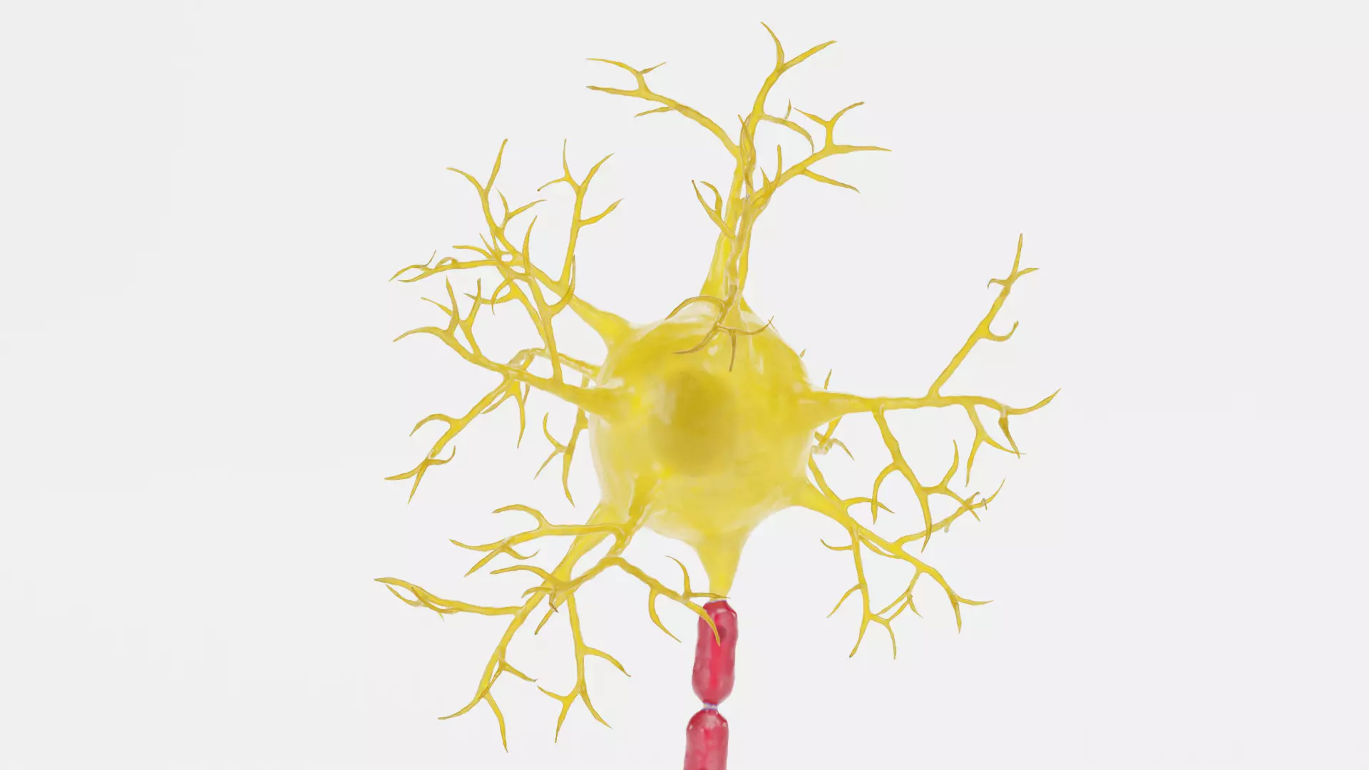 -Neuron V2- 3D model_5