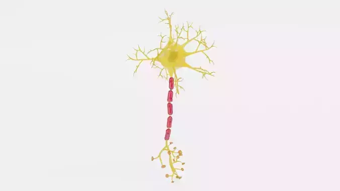 Human Neuron Cell V2