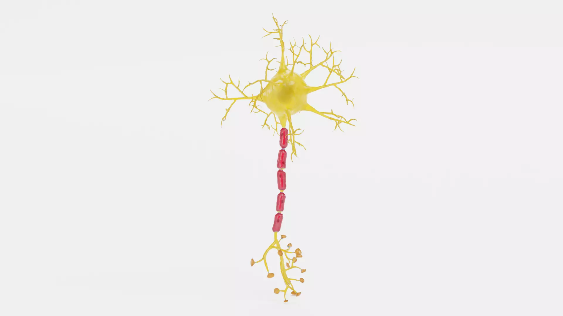 -Neuron V2- 3D model_0