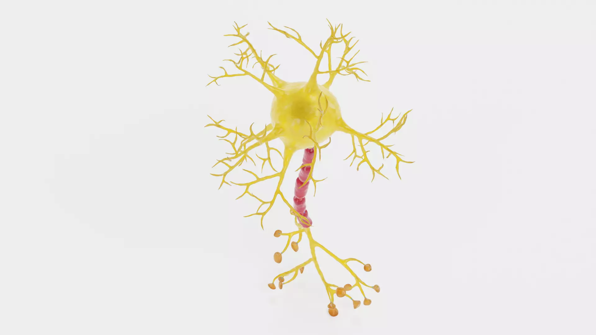 -Neuron V2- 3D model_4