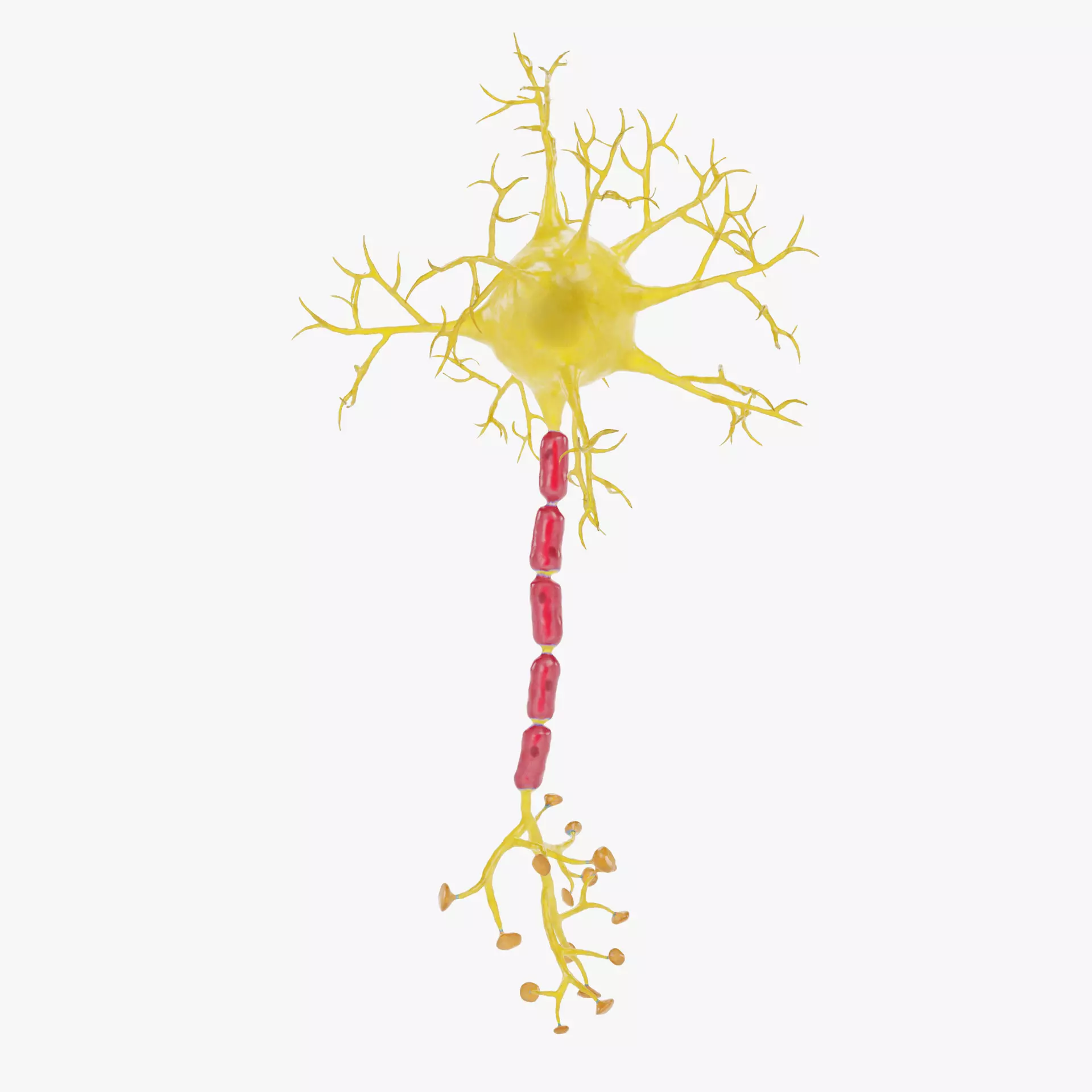 -Neuron V2- 3D model_13