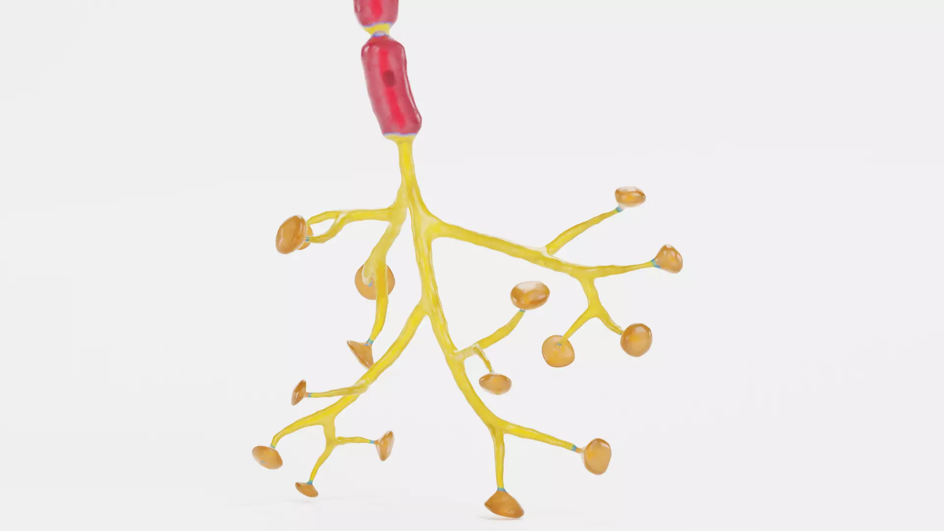 -Neuron V2- 3D model_7