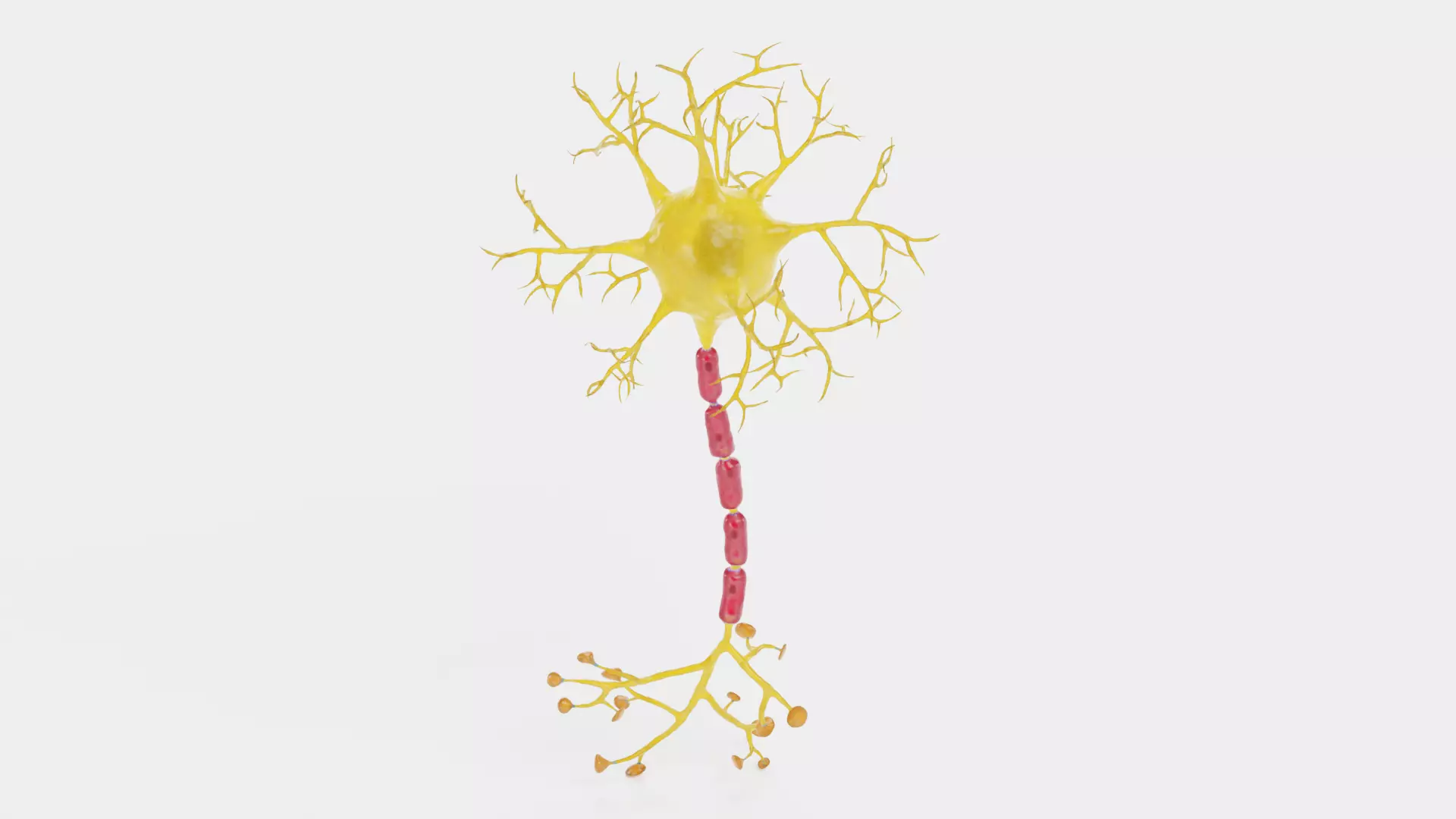 -Neuron V2- 3D model_2
