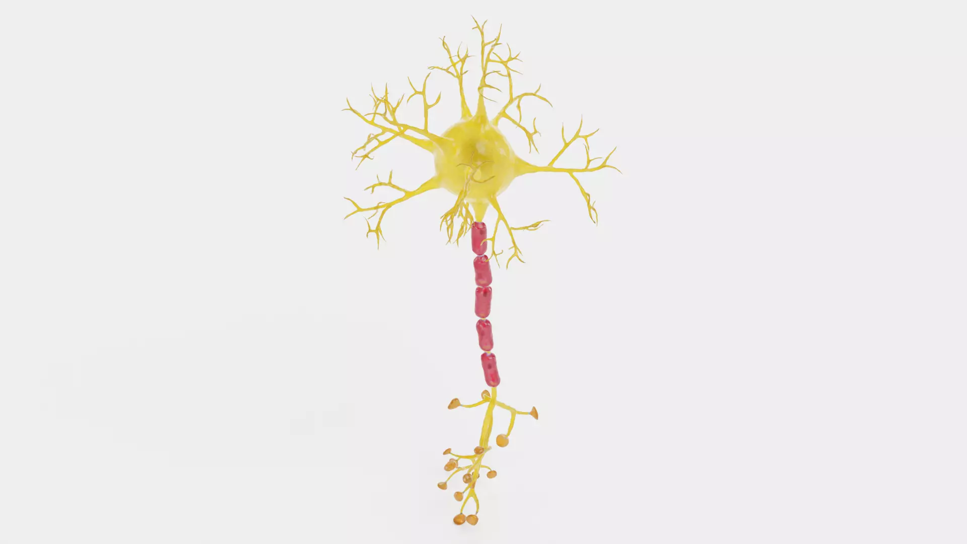 -Neuron V2- 3D model_3