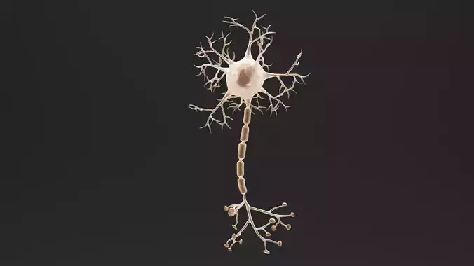 Human Neuron Cell V3