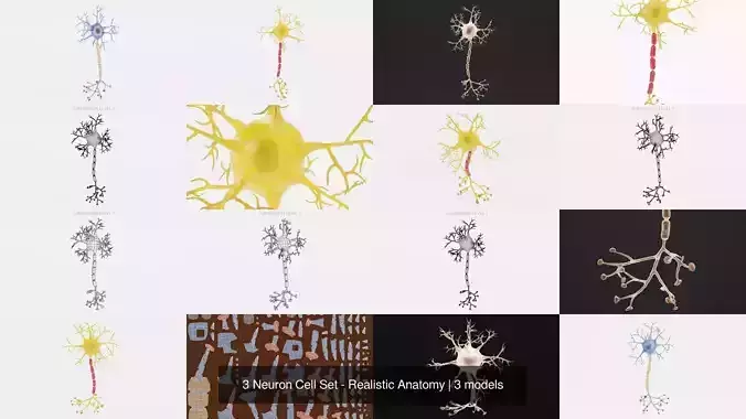 3 Neuron Cell Set - Realistic Anatomy
