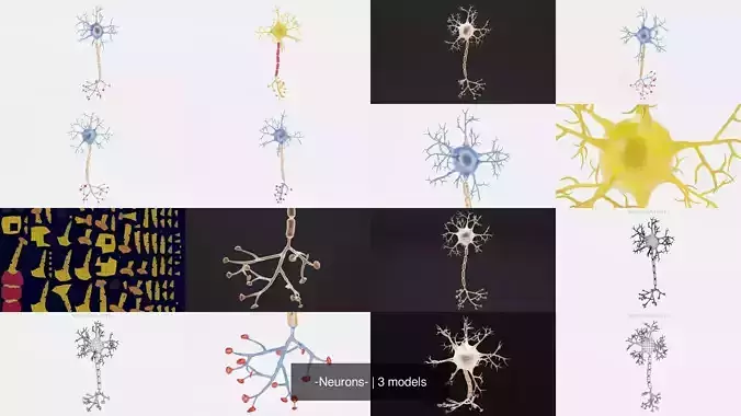 -Neurons-