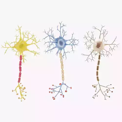 -Neurons-