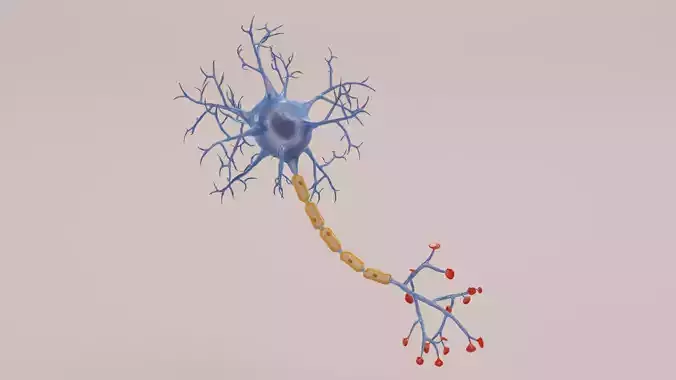 Human Neuron Cell V1 - Rigged
