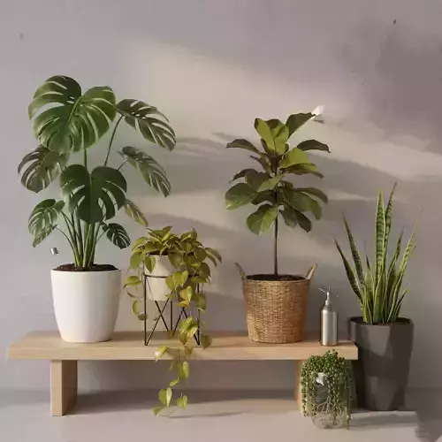 Modern Indoor Houseplant Collection - 3D Potted Plants Set 3D model Modern Indoor Houseplant Collection - 3D Potted Plants Set 3D model