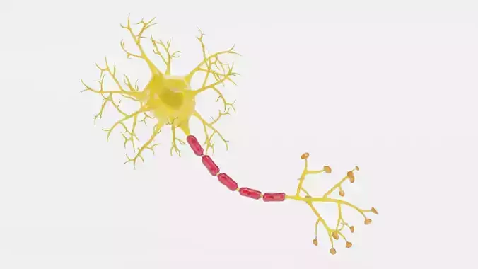 Human Neuron Cell V2 - Rigged