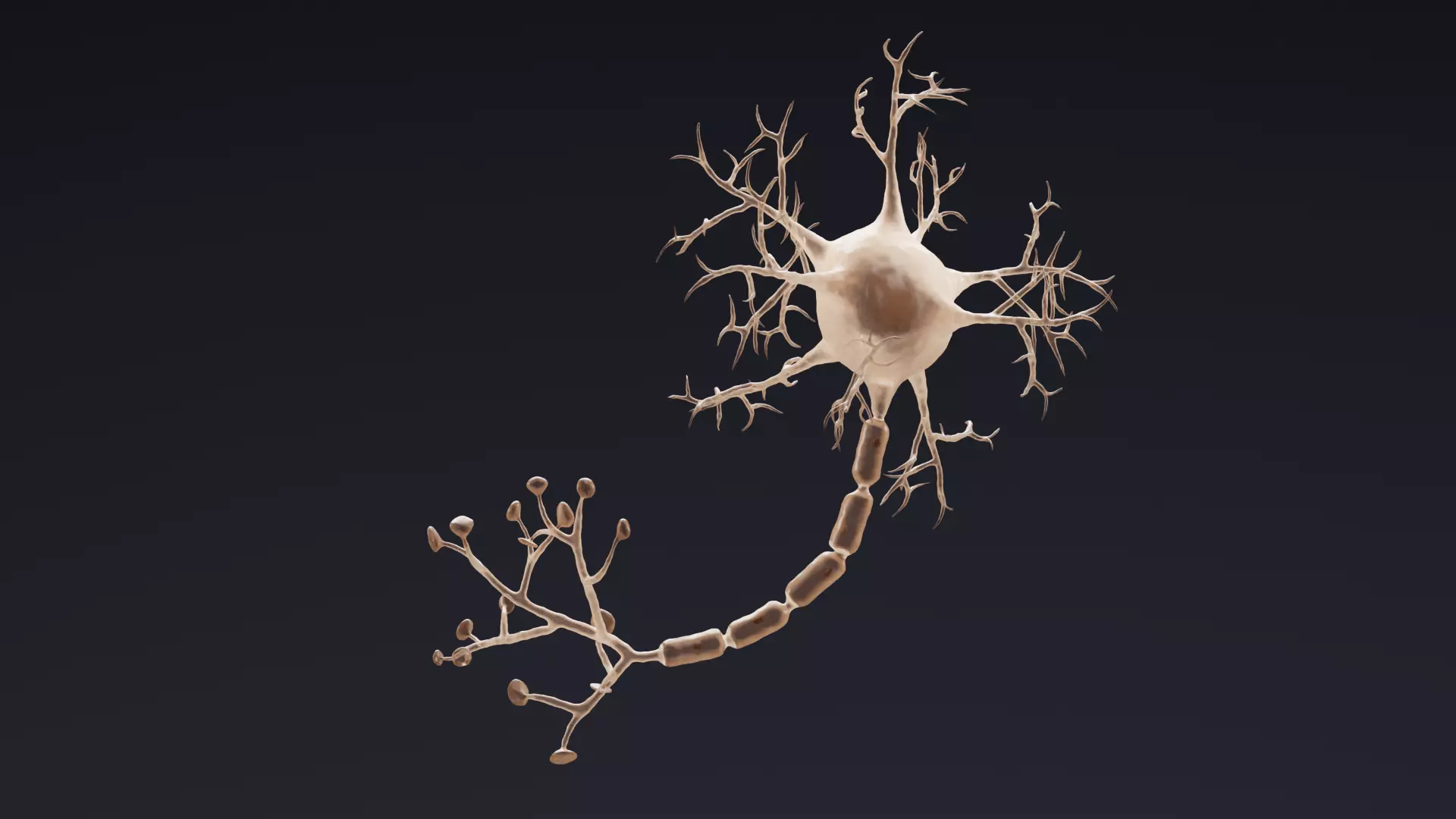 Human Neuron Cell V3 - Rigged 3D model