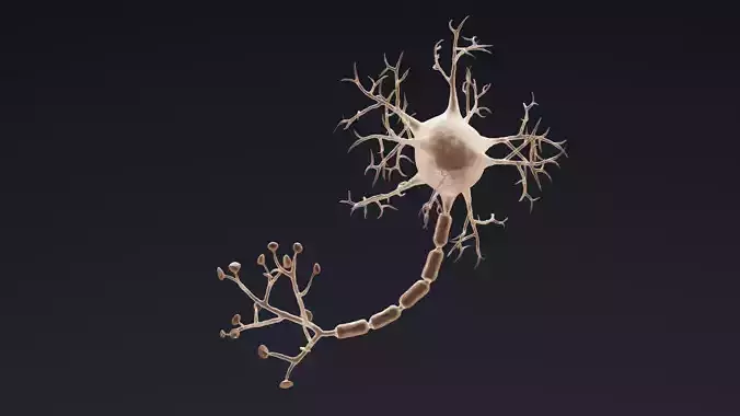 Human Neuron Cell V3 - Rigged