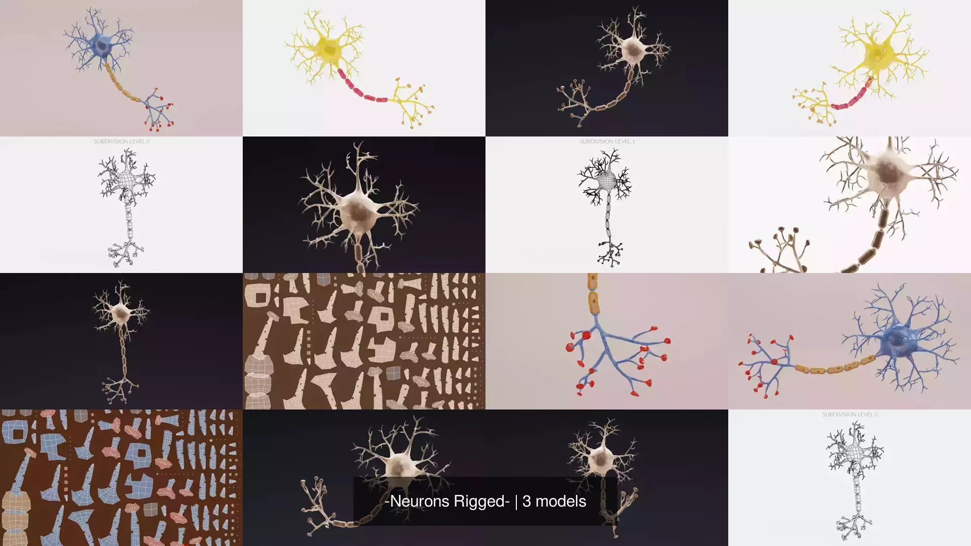 -Neurons Rigged- 3D Model Collection_1