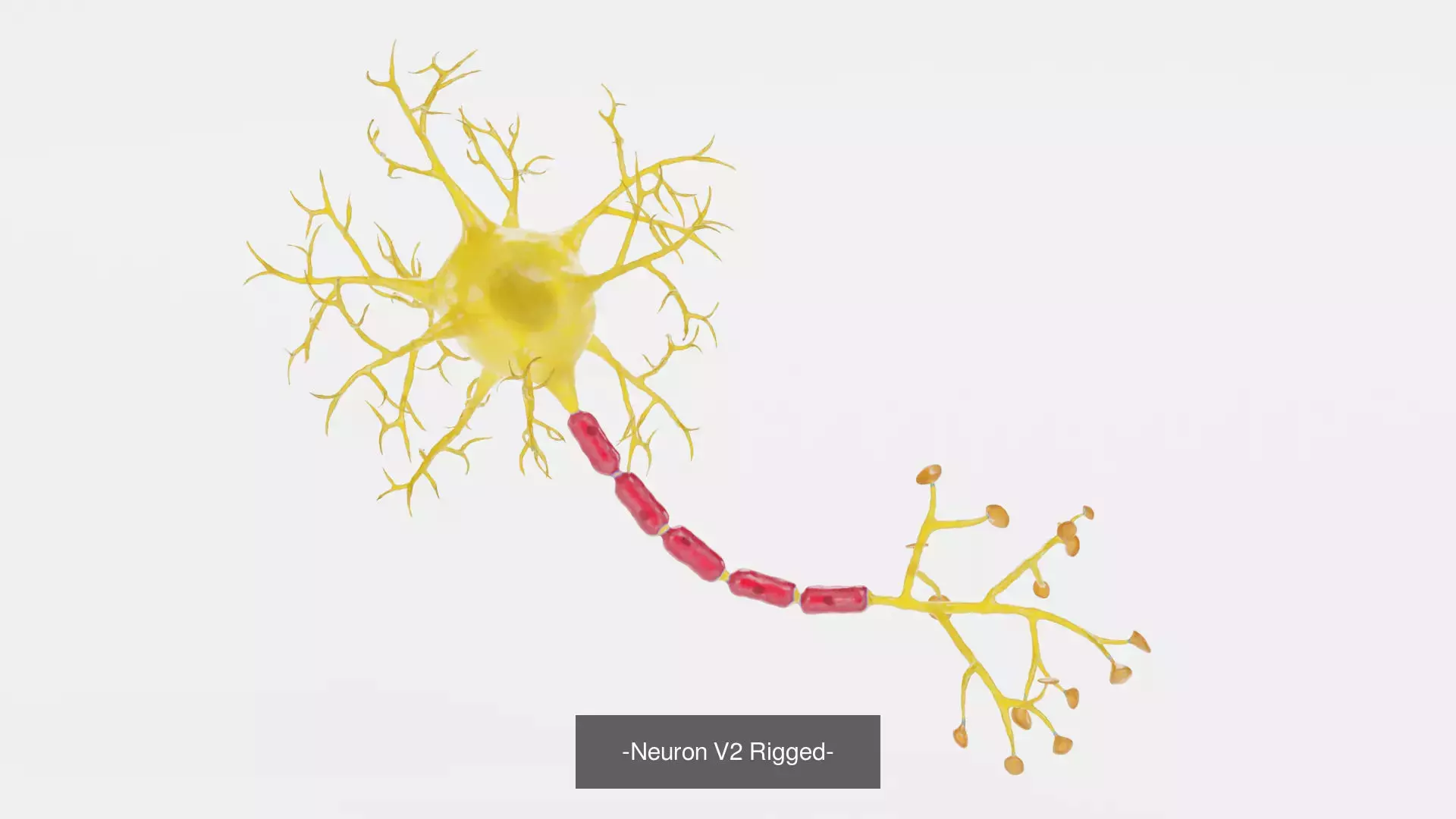 -Neurons Rigged- 3D Model Collection_3