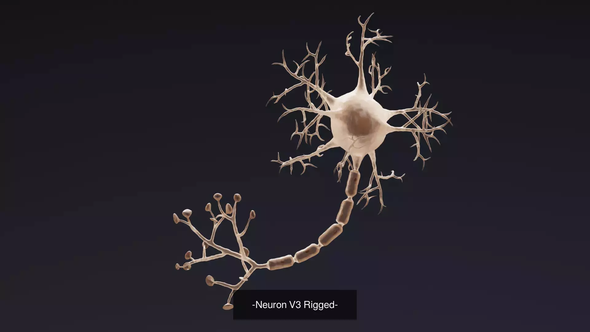 -Neurons Rigged- 3D Model Collection_4