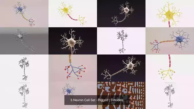3 Neuron Cell Set - Rigged
