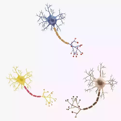 3 Neuron Cell Set - Rigged
