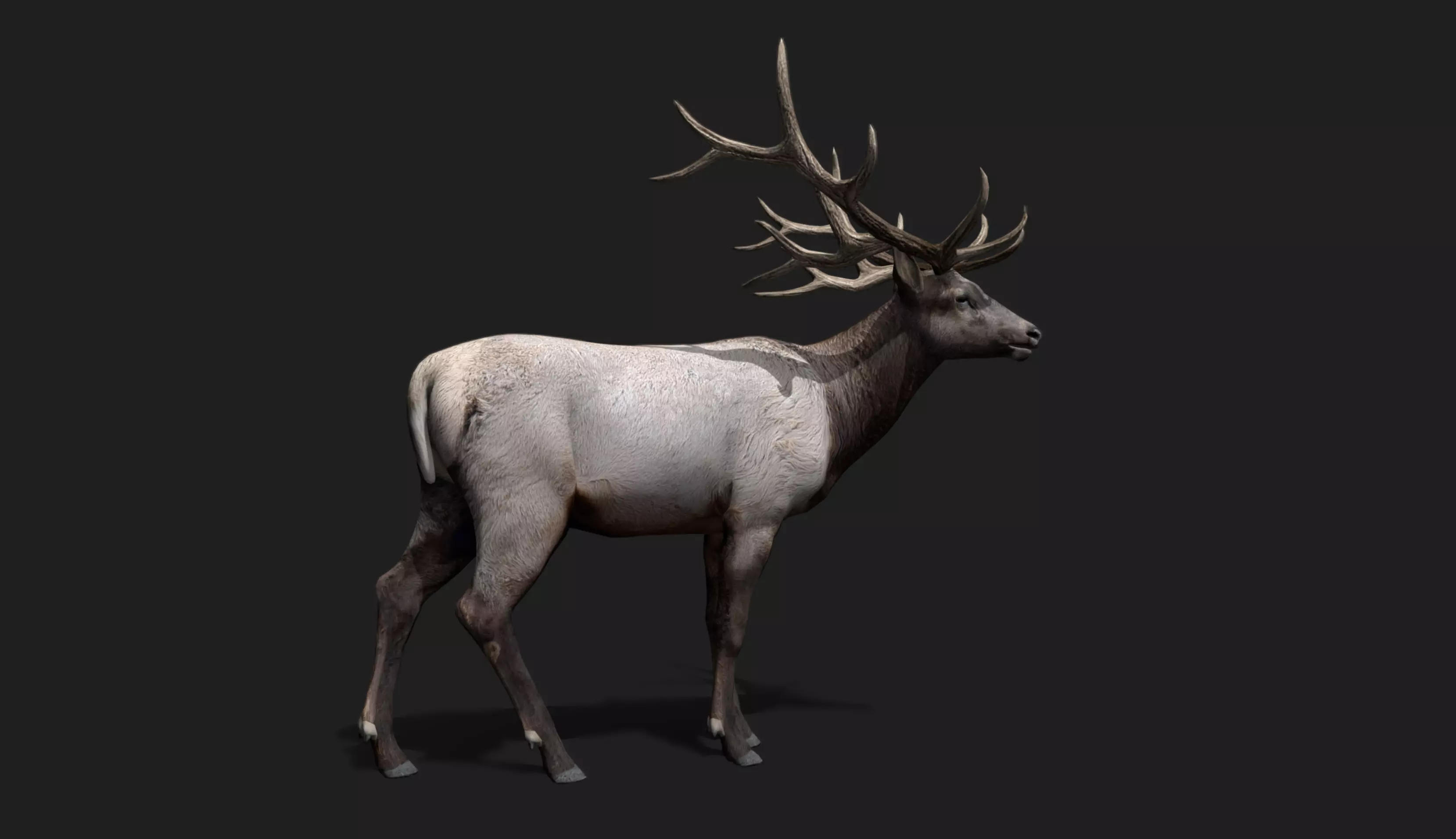 Deer Animated and Rigged Low-poly 3D model_6