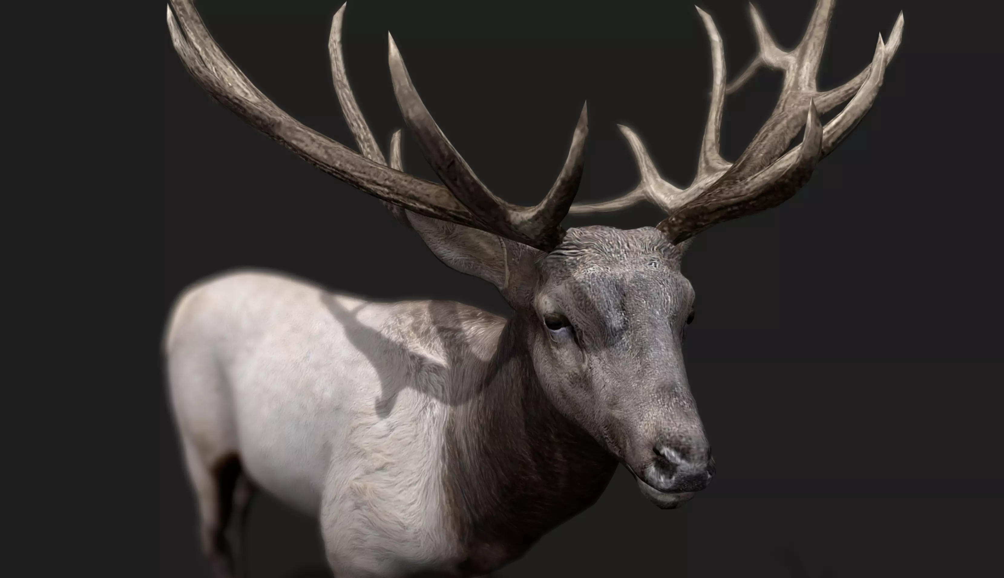 Deer Animated and Rigged Low-poly 3D model_11