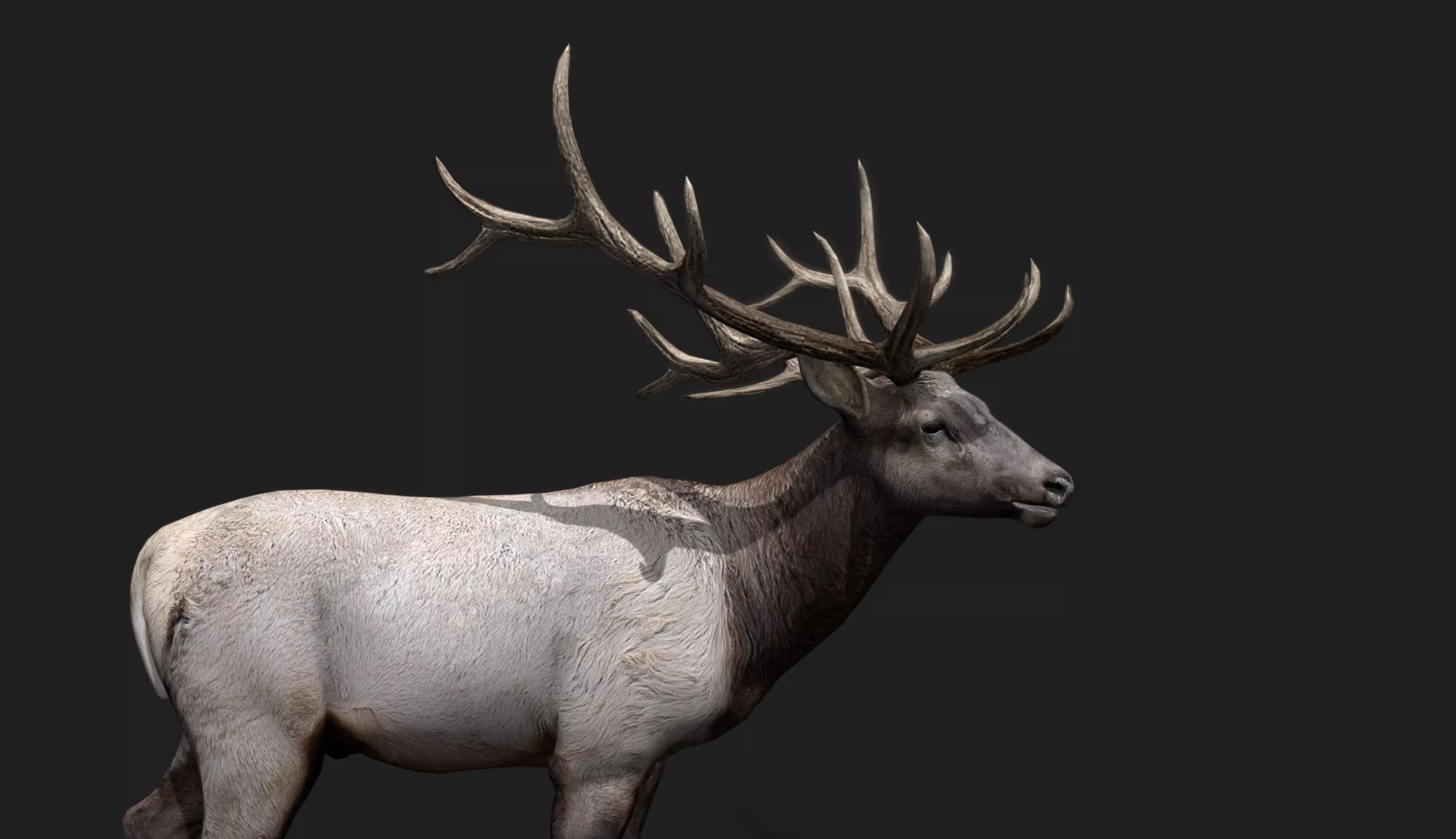 Deer Animated and Rigged Low-poly 3D model_14