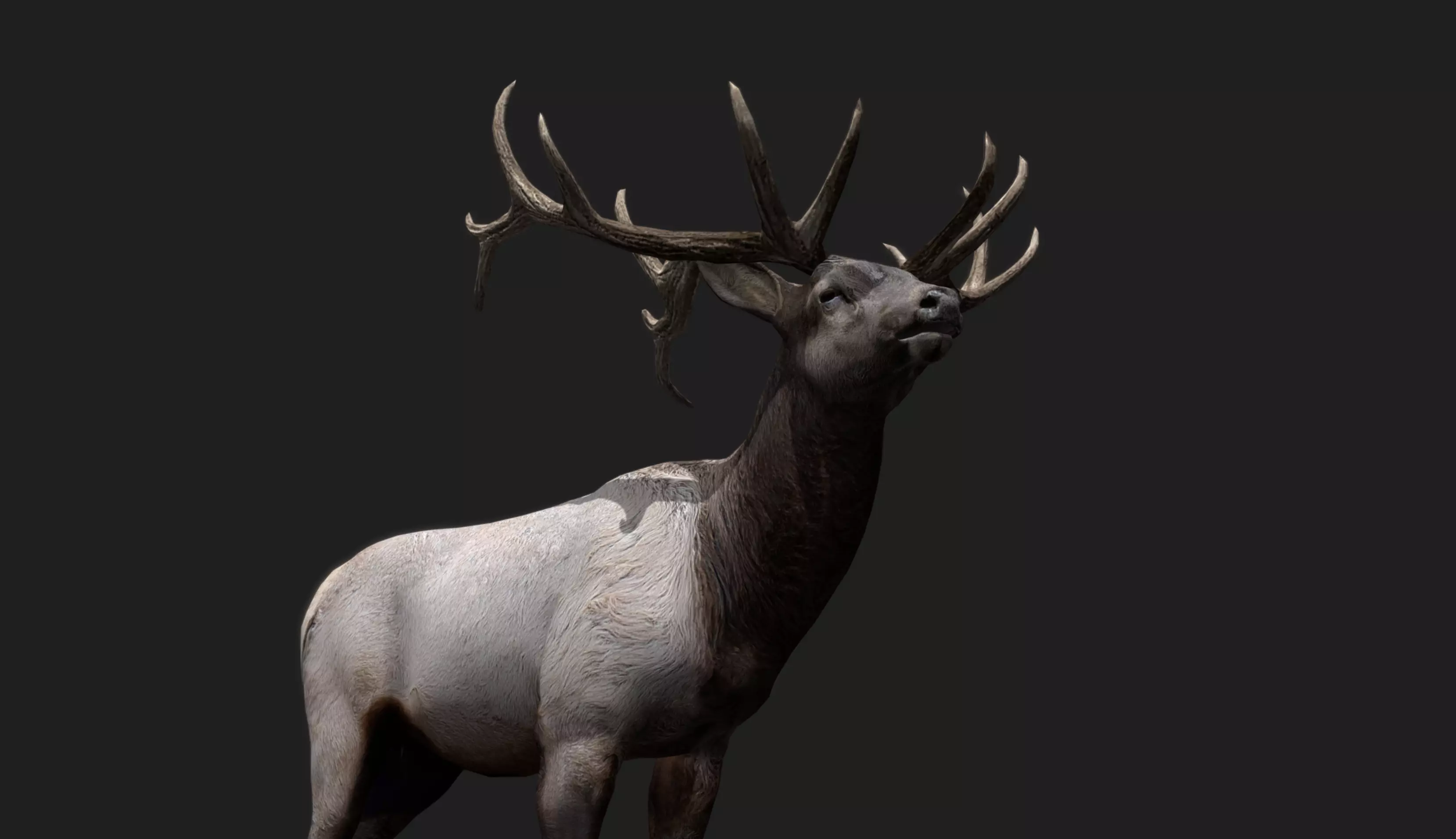 Deer Animated and Rigged Low-poly 3D model_12