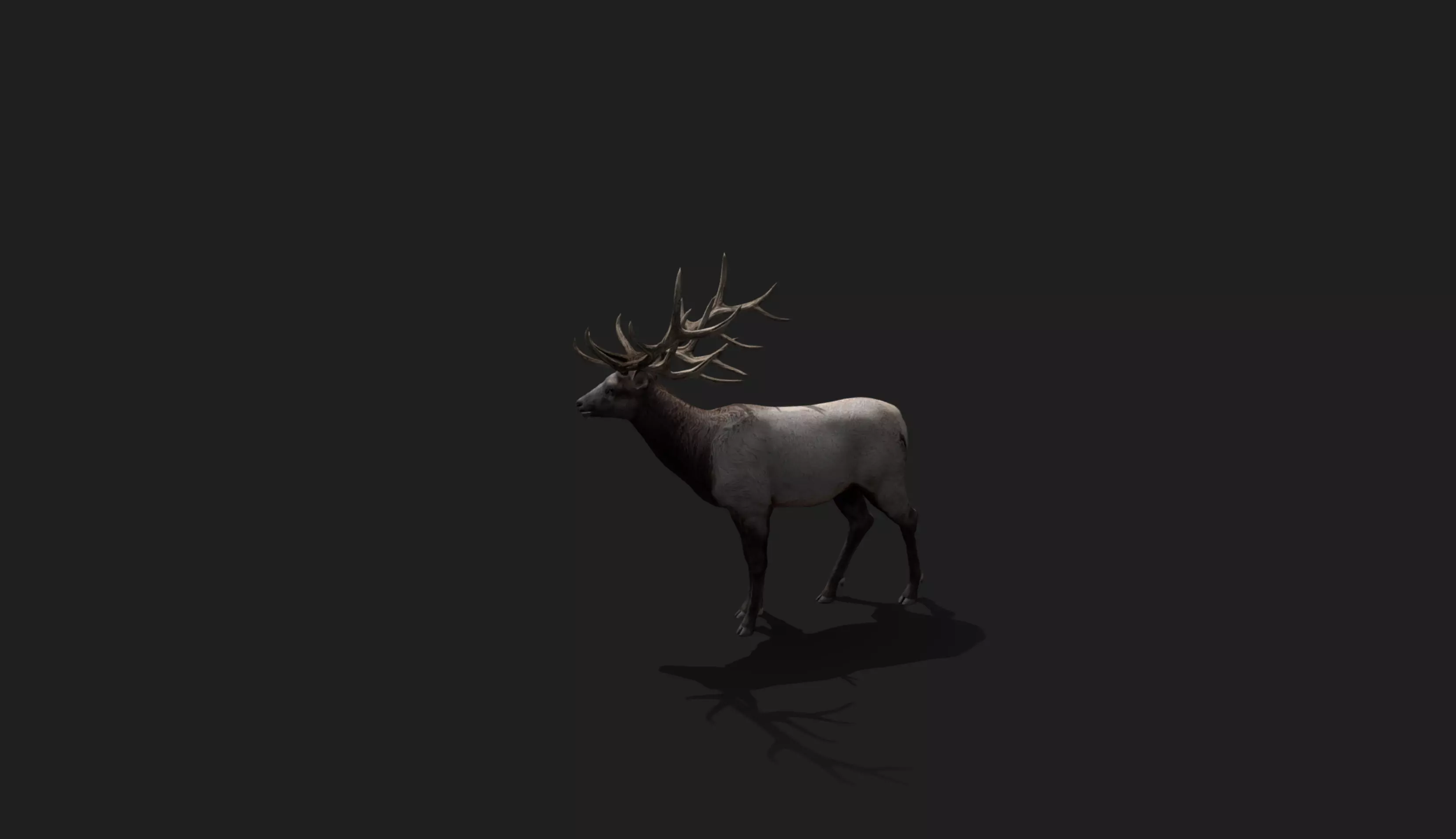 Deer Animated and Rigged Low-poly 3D model_21